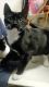 Tuxedo Cats for sale in Leander, TX 78641, USA. price: NA