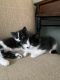 Tuxedo Cats for sale in Whittier, CA 90603, USA. price: $75