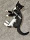 Tuxedo Cats for sale in Duluth, GA, USA. price: NA