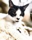 Tuxedo Cats for sale in Bentonville, AR, USA. price: NA