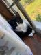 Tuxedo Cats for sale in Dunn, NC 28334, USA. price: $100