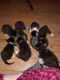Tuxedo Cats for sale in King City, OR 97224, USA. price: NA