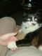 Tuxedo Cats for sale in Knoxville, TN, USA. price: NA
