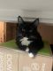 Tuxedo Cats for sale in Humble, TX, USA. price: $300