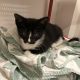 Tuxedo Cats for sale in Los Angeles, CA, USA. price: $60