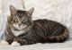 Tuxedo Cats for sale in Ashburn, VA, USA. price: NA