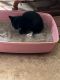 Tuxedo Cats for sale in 561 White Bear Ave, St Paul, MN 55106, USA. price: $250