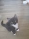Tuxedo Cats for sale in Towner, ND 58788, USA. price: NA