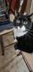 Tuxedo Cats for sale in Barnegat, Barnegat Township, NJ 08005, USA. price: NA