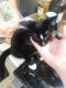 Tuxedo Cats for sale in Salt Lake City, UT 84120, USA. price: NA