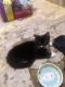 Tuxedo Cats for sale in Salt Lake City, UT 84120, USA. price: NA