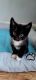 Tuxedo Cats for sale in ST AUG BEACH, FL 32080, USA. price: NA