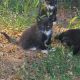Tuxedo Cats for sale in Nampa, ID, USA. price: NA