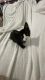 Tuxedo Cats for sale in Gilbert, AZ, USA. price: NA