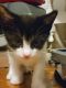 Tuxedo Cats for sale in Glendale, KY 42740, USA. price: $700
