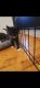 Tuxedo Cats for sale in Milton, WA, USA. price: NA