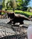 Tuxedo Cats for sale in Meyersdale, PA 15552, USA. price: NA