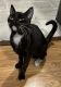 Tuxedo Cats for sale in Los Angeles, CA, USA. price: $90
