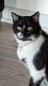 Tuxedo Cats for sale in Concord, NC 28027, USA. price: NA