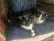 Tuxedo Cats for sale in Tarpon Springs, Florida. price: NA