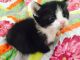 Tuxedo Cats for sale in San Diego, CA, USA. price: NA