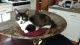 Tuxedo Cats for sale in Bay City, MI, USA. price: NA