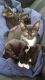 Tuxedo Cats for sale in Tampa, FL, USA. price: $20
