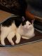 Tuxedo Cats for sale in Monroe, MI, USA. price: NA