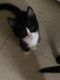 Tuxedo Cats for sale in Hartford, CT, USA. price: NA
