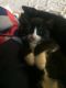 Tuxedo Cats for sale in Hartford, CT, USA. price: NA