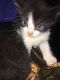 Tuxedo Cats for sale in Jayess, MS 39641, USA. price: NA
