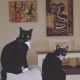 Tuxedo Cats for sale in Buffalo, NY, USA. price: NA