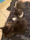 Tuxedo Cats for sale in 1500 Fremont St, Las Vegas, NV 89101, USA. price: NA