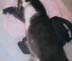 Tuxedo Cats for sale in 676 W Main St, Tustin, CA 92780, USA. price: NA