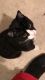 Tuxedo Cats for sale in Maize, KS, USA. price: NA