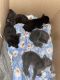 Tuxedo Cats for sale in Edgewater Park, NJ 08010, USA. price: $500