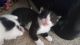 Tuxedo Cats for sale in Elizabethtown, KY 42701, USA. price: $25