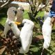 Umbrella Cockatoo Birds for sale in State Hwy 20, Mooresville, AL 35649, USA. price: NA
