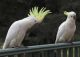 Umbrella Cockatoo Birds