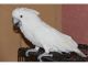 Umbrella Cockatoo Birds for sale in San Francisco, San Antonio, TX 78201, USA. price: $950