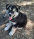 Utonagan Puppies for sale in Terrell, TX 75161, USA. price: NA