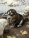 Utonagan Puppies for sale in Altamonte Springs, FL 32701, USA. price: NA