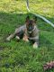 Utonagan Puppies for sale in Atwater, CA 95301, USA. price: NA