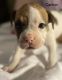 Valley Bulldog Puppies for sale in Fredericksburg, VA 22401, USA. price: $1,500