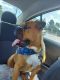 Valley Bulldog Puppies for sale in Parkton, NC 28371, USA. price: $800