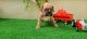 Valley Bulldog Puppies for sale in Denver, PA 17517, USA. price: $1,000