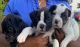 Valley Bulldog Puppies for sale in Fredericksburg, VA 22401, USA. price: NA