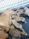 Valley Bulldog Puppies for sale in Phoenix, AZ, USA. price: $300