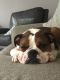 Valley Bulldog Puppies for sale in Waukesha, WI, USA. price: $500