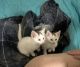 Van Kedisi Cats for sale in Bronx, NY 10462, USA. price: NA